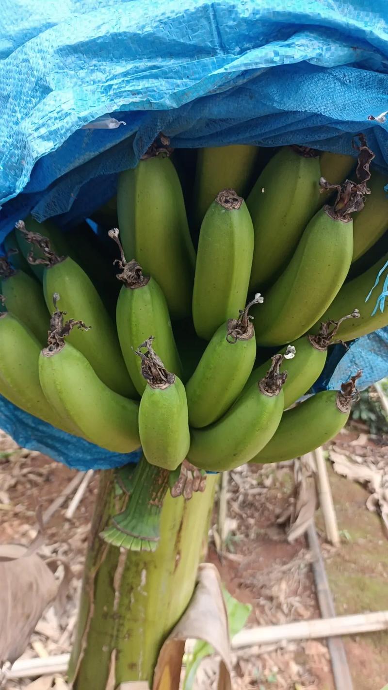 香蕉